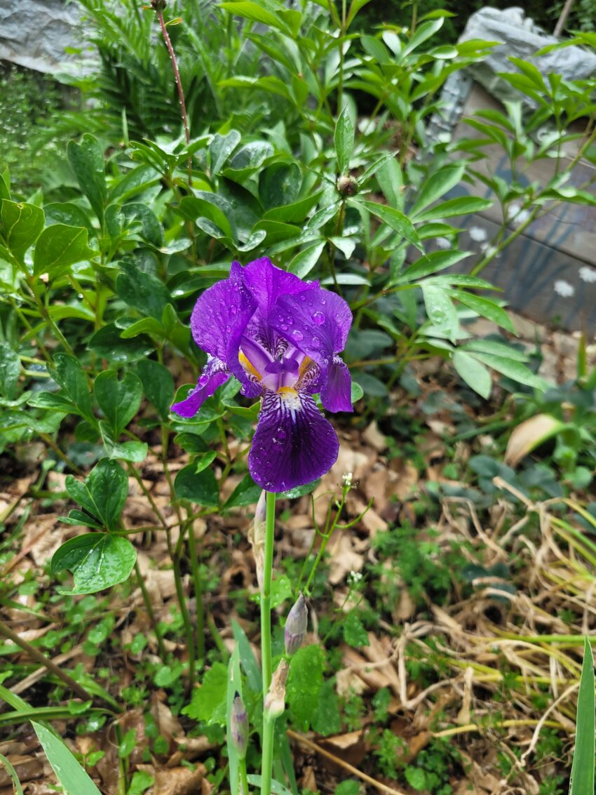 Schwertlilie – Bild 6