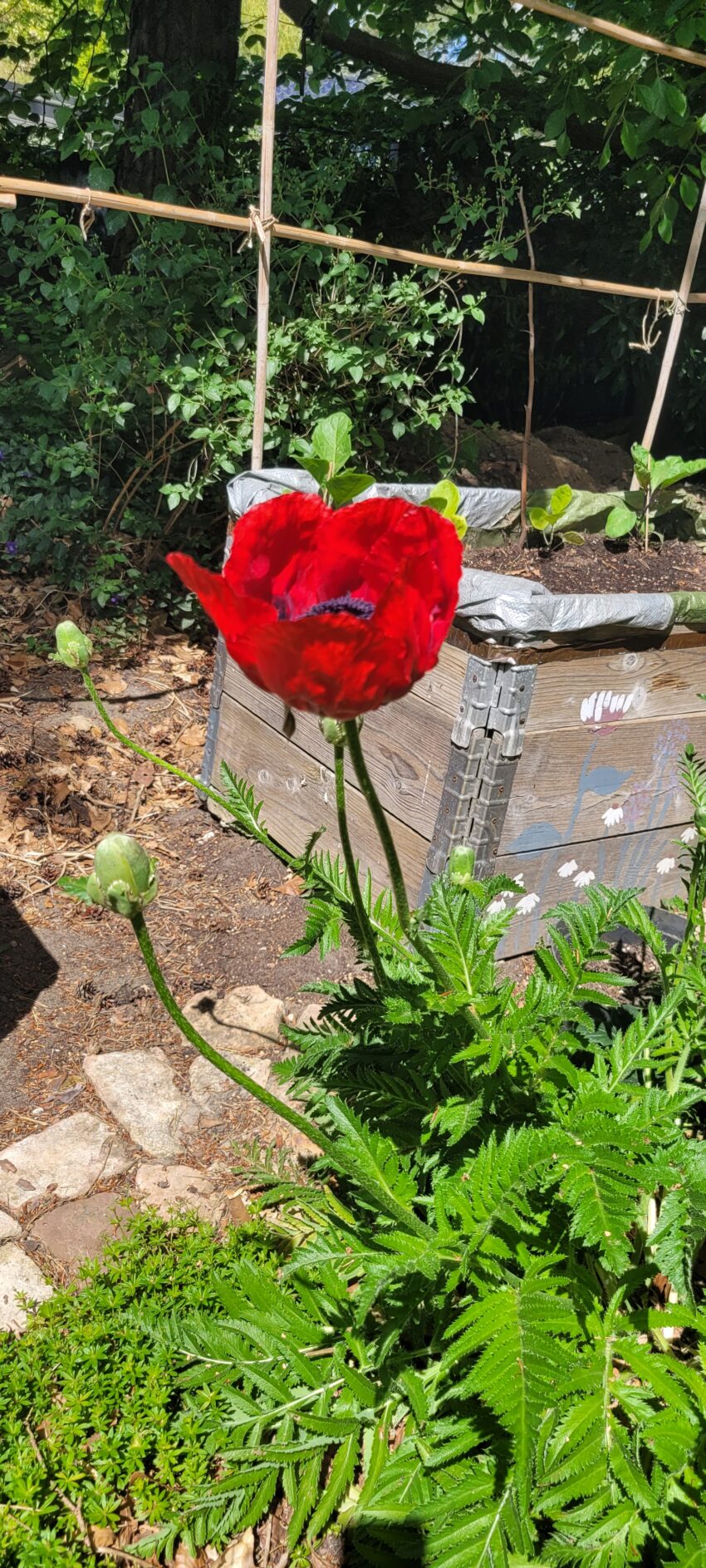 Mohnblume – Bild 6