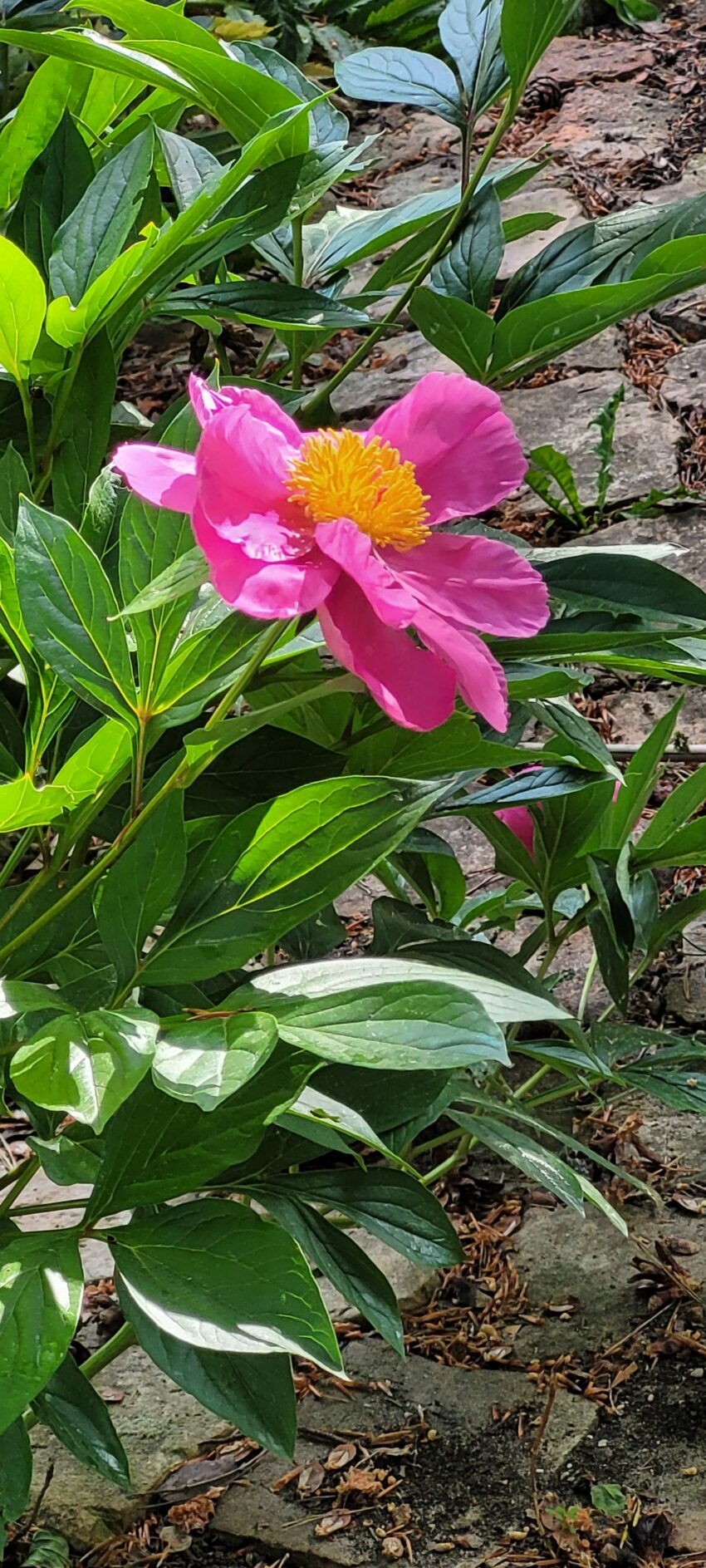 Pfingstrose aufgeblüht – Bild 6